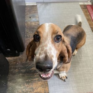 Anselmo aka Elmo, Adult Male Basset Hound