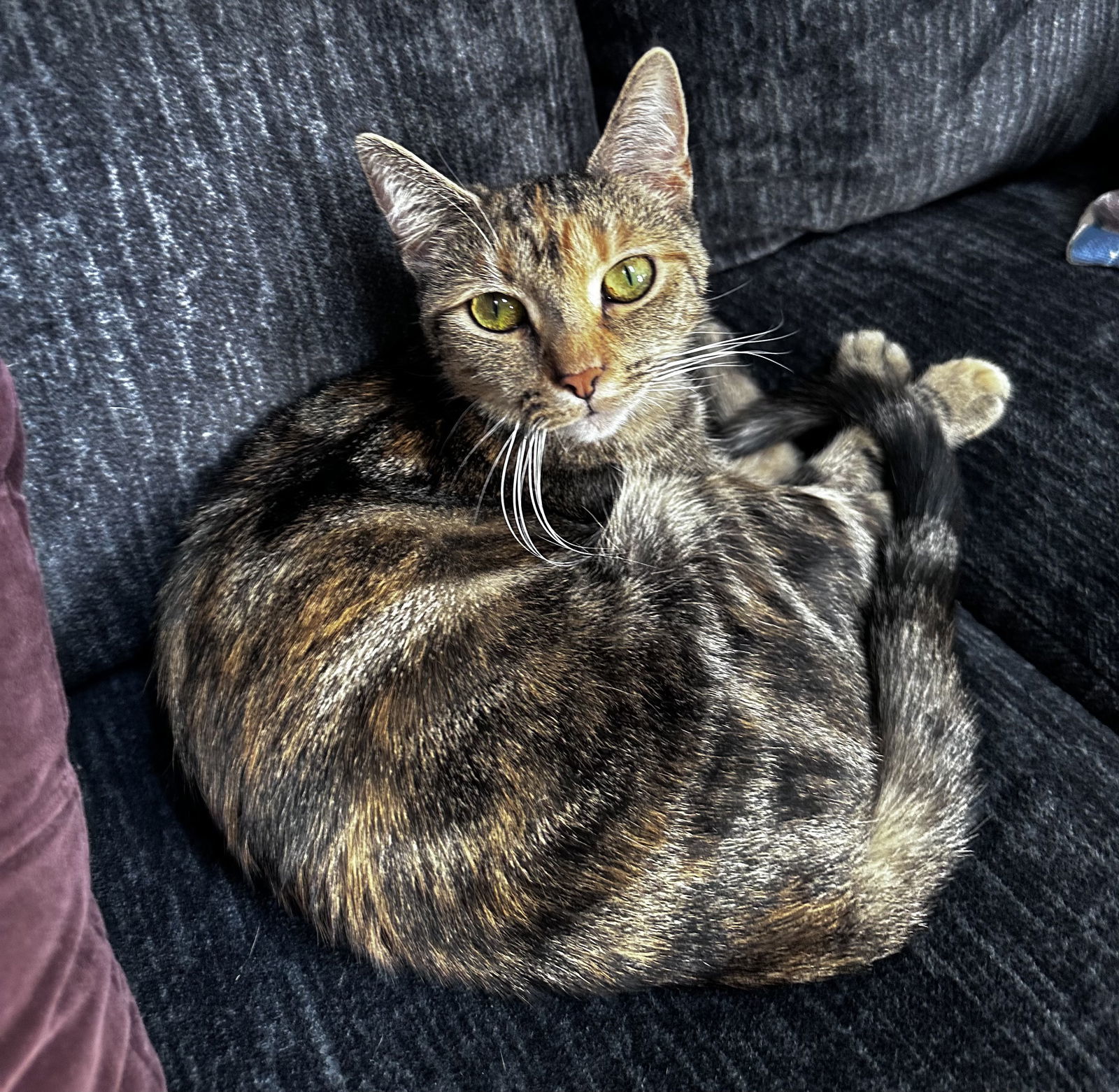 Latavia