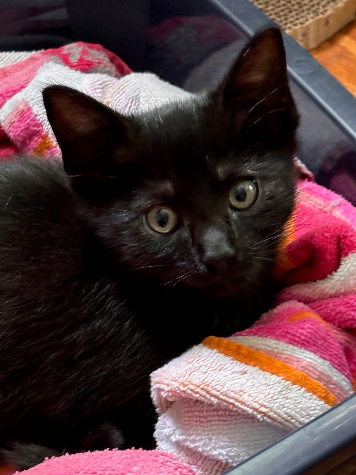 Kitten Glyph