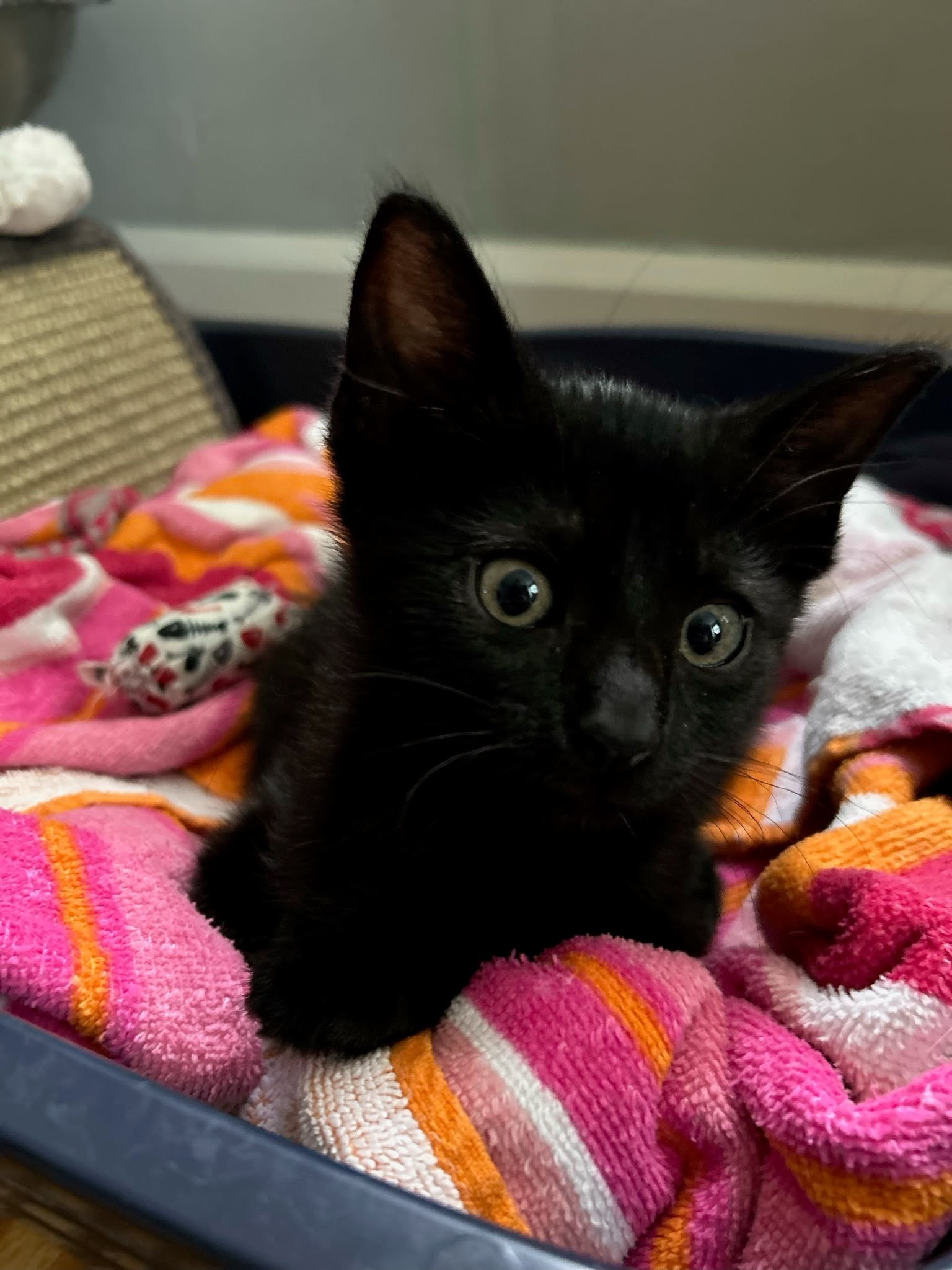 Kitten Glyph