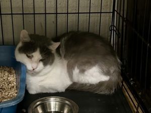 Pepino, Adult Male Domestic Short Hair