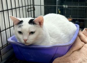 Meenie, Adult Female unknown