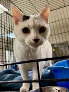 Eenie, Adult Female unknown