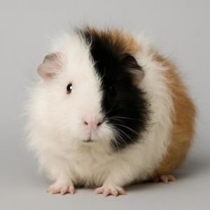 Hi my name is Charlotte I love my veggies I would love to find a home where I can have