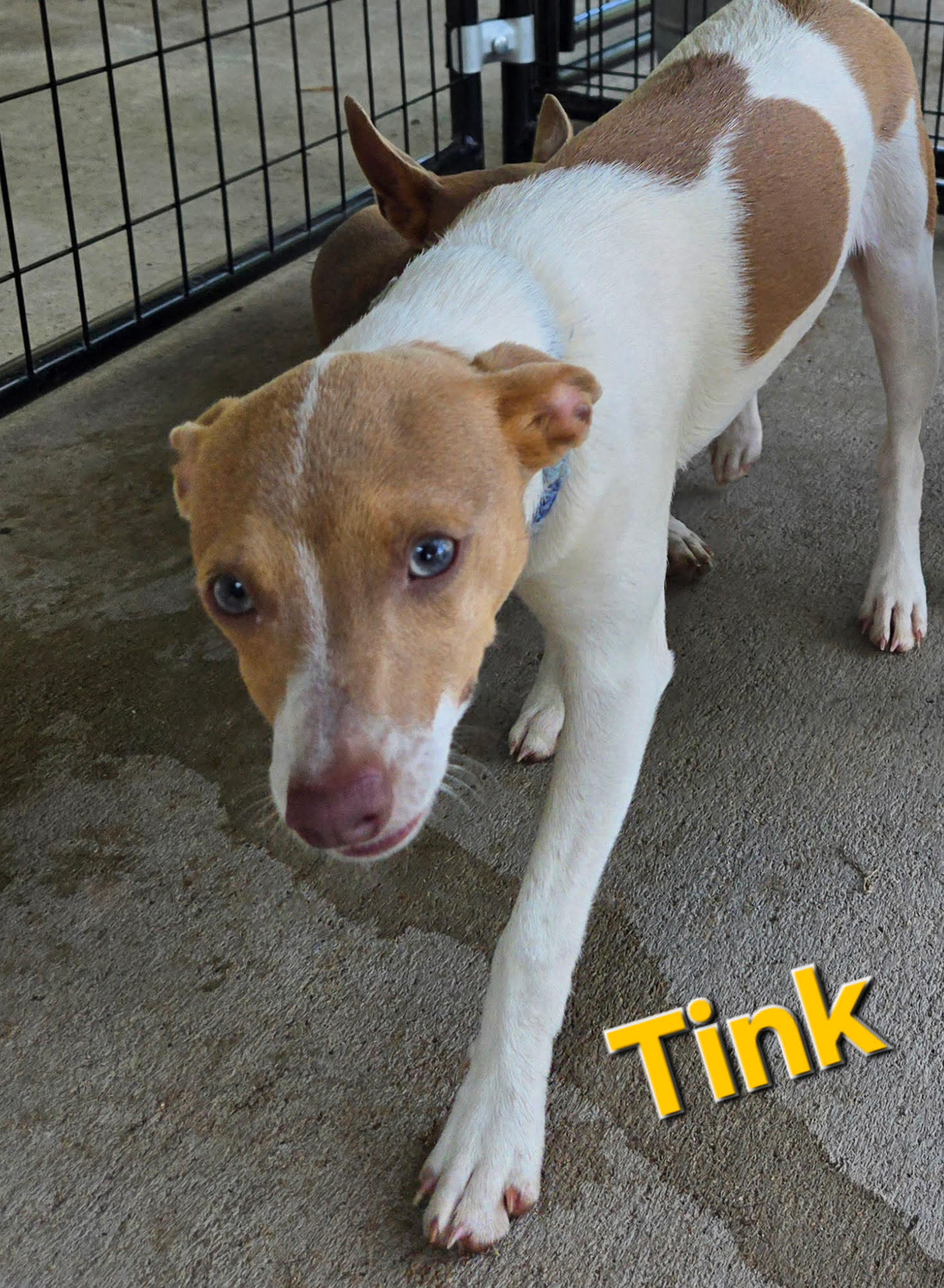 Tink