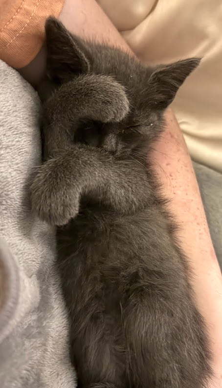 Dust Bunny