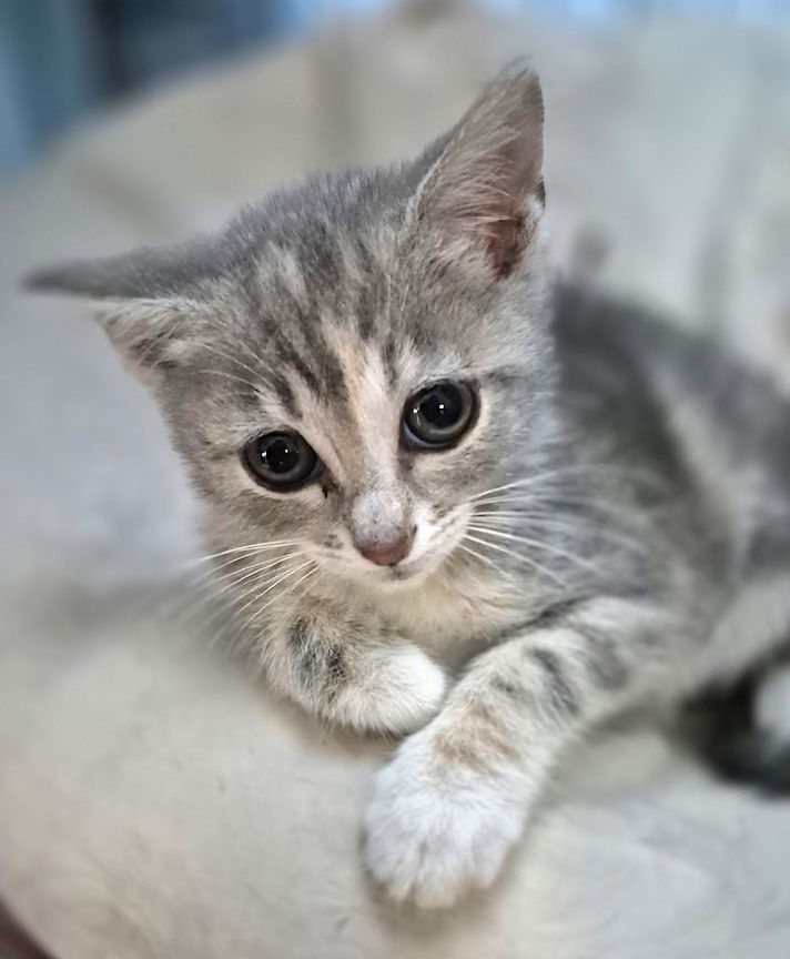 Bella