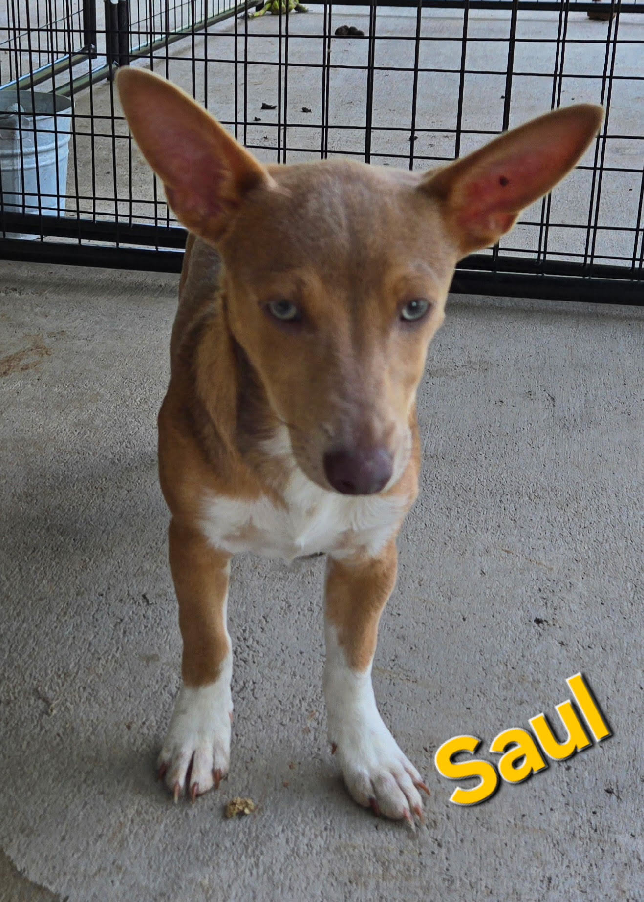 Saul