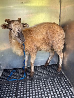 Kuzco, Adult Male Goat