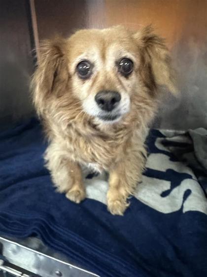 Nala, an adoptable Affenpinscher, Mixed Breed in El Paso, TX, 79906 | Photo Image 1