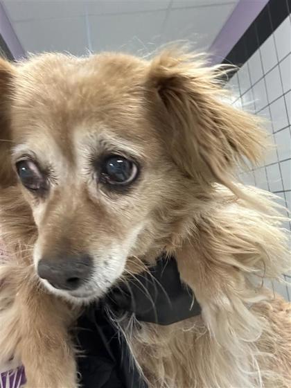 Nala, an adoptable Affenpinscher, Mixed Breed in El Paso, TX, 79906 | Photo Image 2