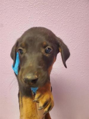 58688874, Baby Male Rottweiler
