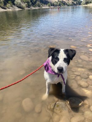 Jango, Young Male Border Collie