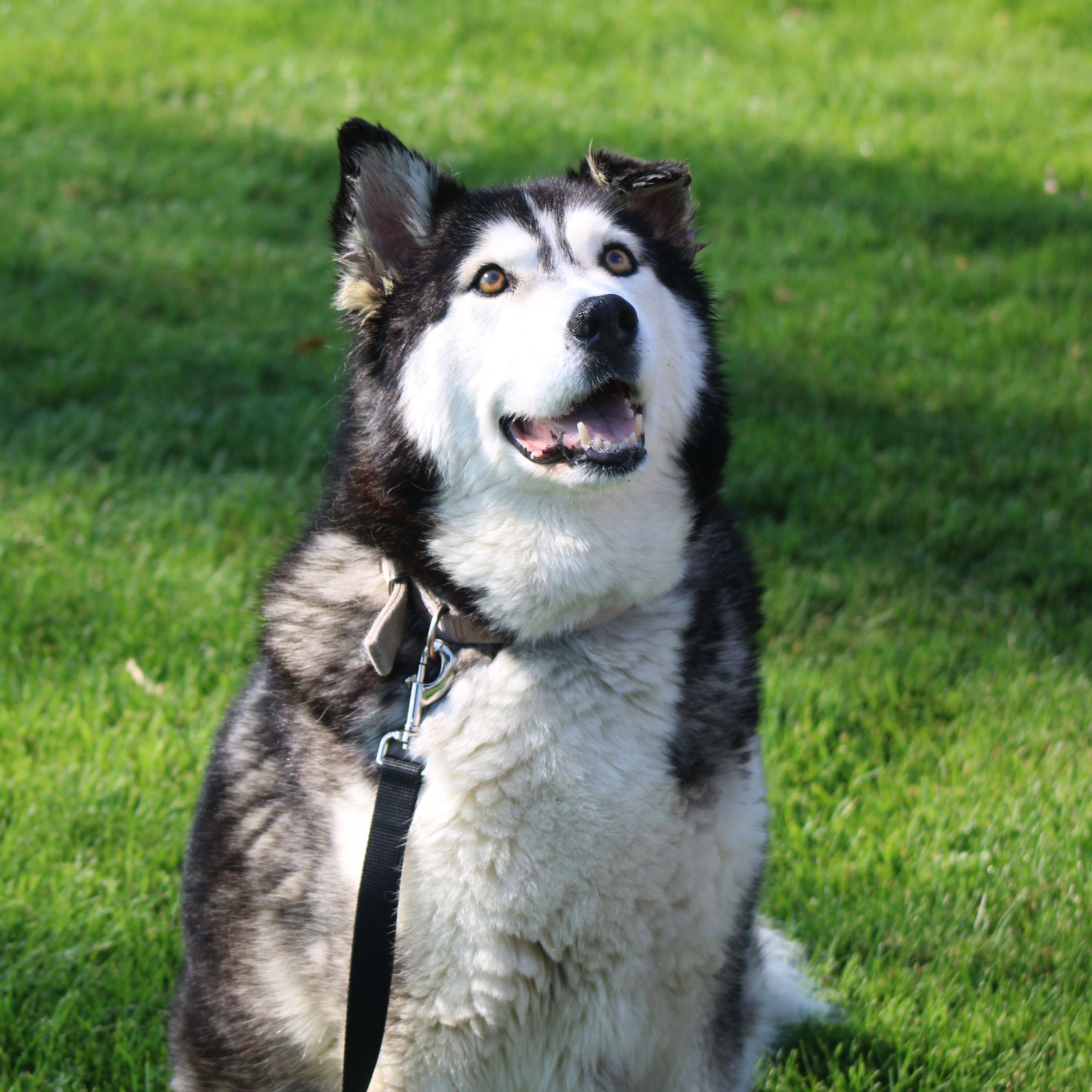Quinn, an adoptable Siberian Husky, Mixed Breed in Grand Junction, CO, 81503 | Photo Image 1