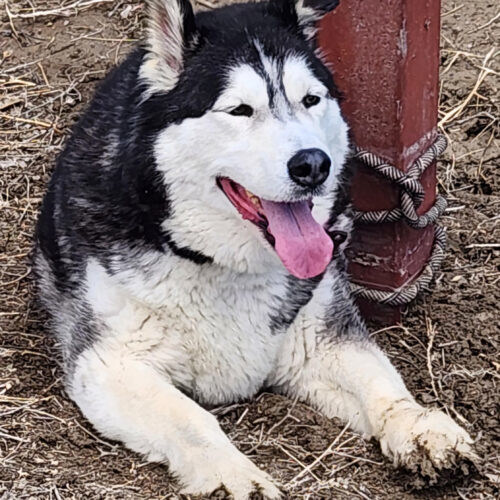 Quinn, an adoptable Siberian Husky, Mixed Breed in Grand Junction, CO, 81503 | Photo Image 2