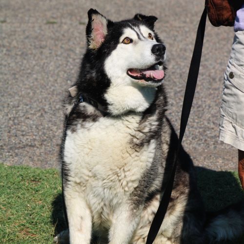 Quinn, an adoptable Siberian Husky, Mixed Breed in Grand Junction, CO, 81503 | Photo Image 3