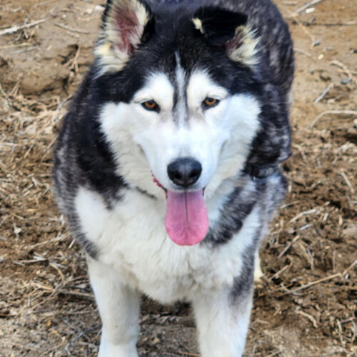 Quinn, an adoptable Siberian Husky, Mixed Breed in Grand Junction, CO, 81503 | Photo Image 4