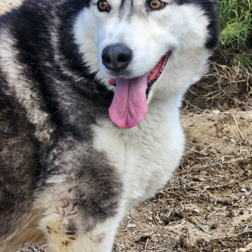 Quinn, an adoptable Siberian Husky, Mixed Breed in Grand Junction, CO, 81503 | Photo Image 5
