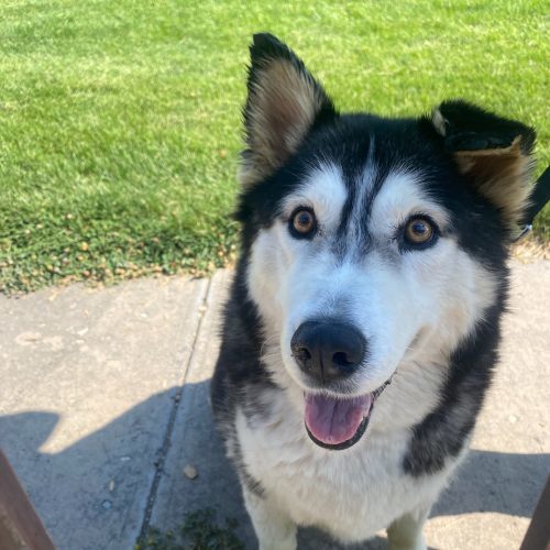 Quinn, an adoptable Siberian Husky, Mixed Breed in Grand Junction, CO, 81503 | Photo Image 6