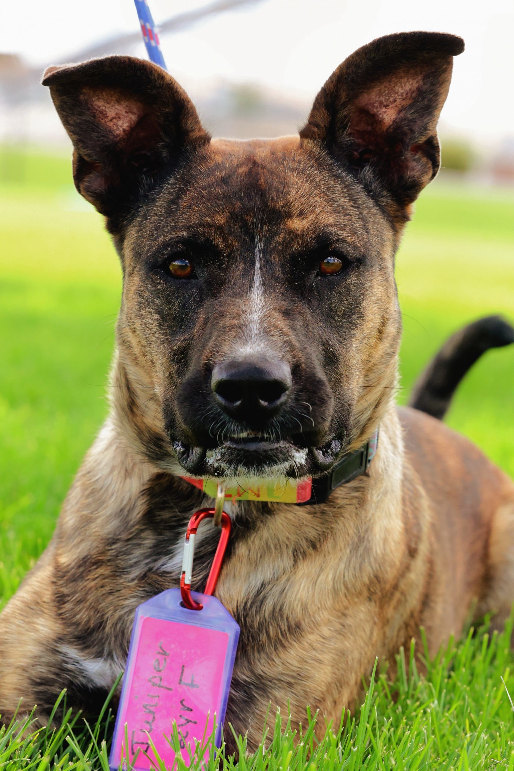 Juniper, an adoptable Pit Bull Terrier, Mixed Breed in Grand Junction, CO, 81503 | Photo Image 1