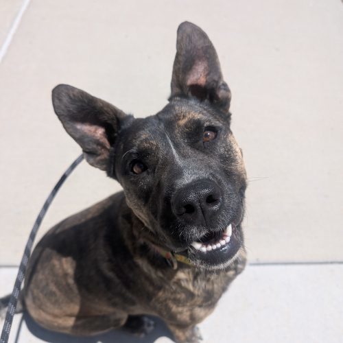 Juniper, an adoptable Pit Bull Terrier, Mixed Breed in Grand Junction, CO, 81503 | Photo Image 2
