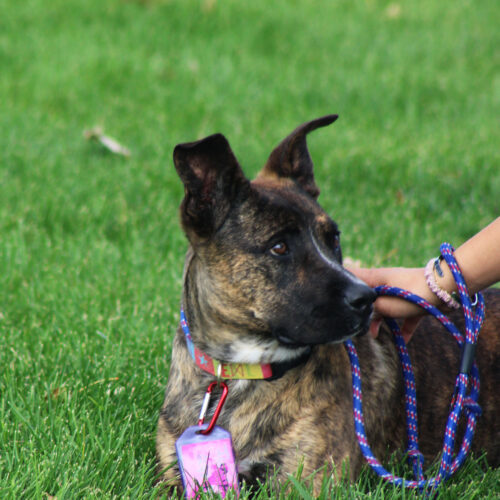 Juniper, an adoptable Pit Bull Terrier, Mixed Breed in Grand Junction, CO, 81503 | Photo Image 3