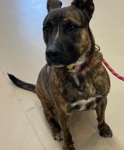 Juniper, an adoptable Pit Bull Terrier, Mixed Breed in Grand Junction, CO, 81503 | Photo Image 4