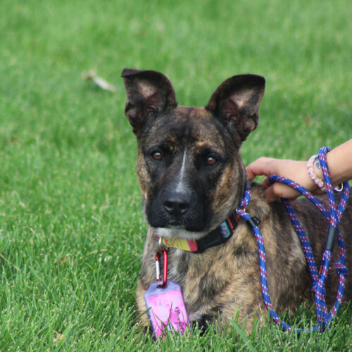Juniper, an adoptable Pit Bull Terrier, Mixed Breed in Grand Junction, CO, 81503 | Photo Image 6