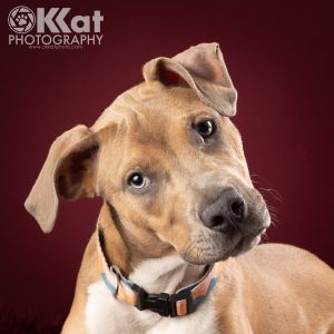 Billie, Young Female Pit Bull Terrier