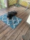Millie photo 4