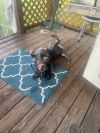 Millie photo 5