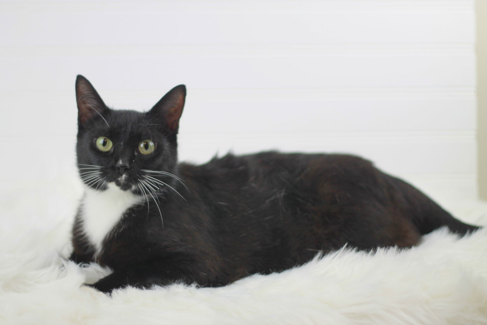 Helena - SEE ME @ PETCO!