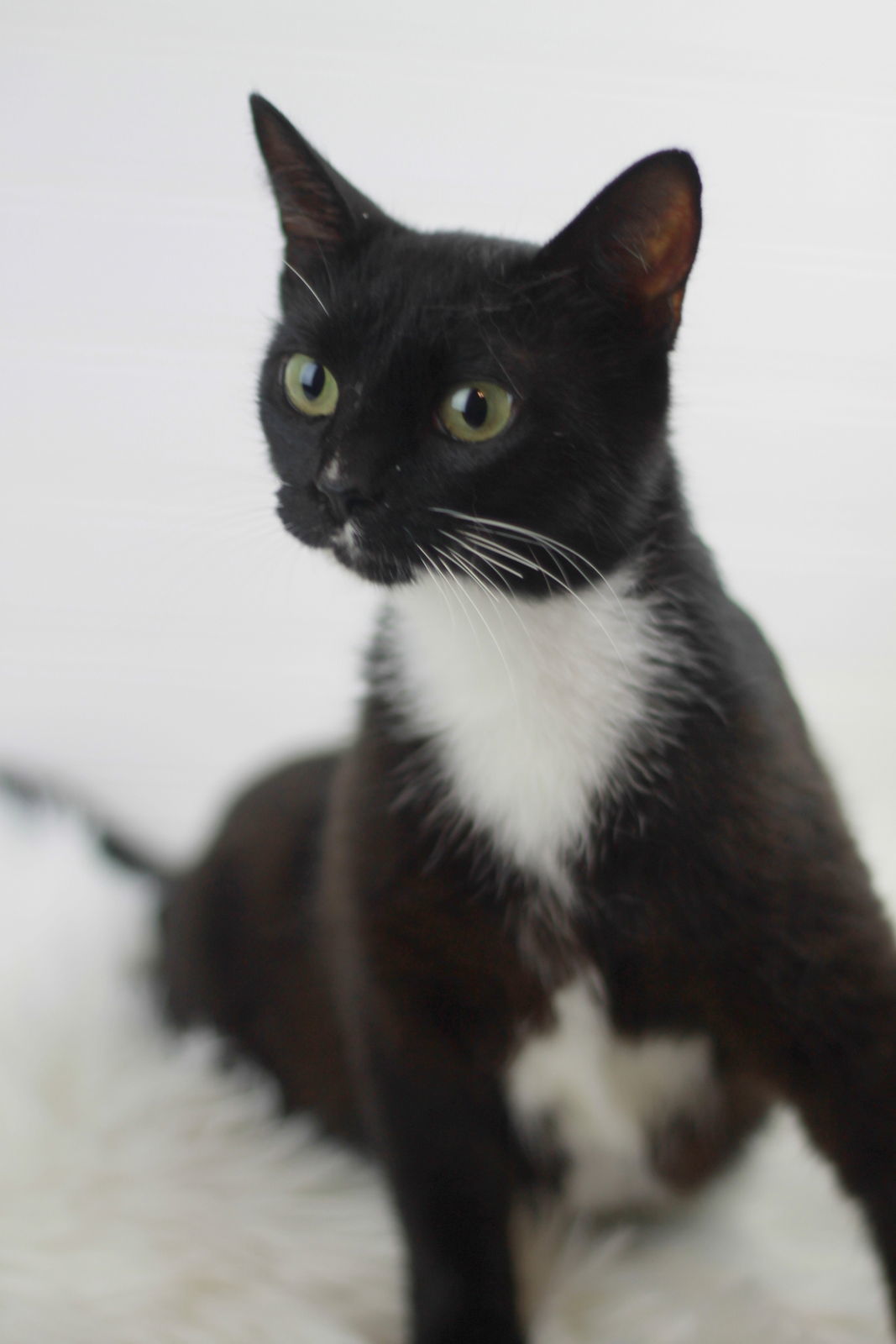 Helena - SEE ME @ PETCO!