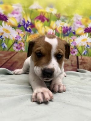Nadia, Baby Female Shepherd