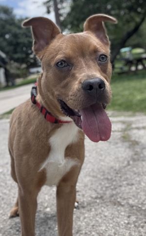 Janelle, Adult Female American Staffordshire Terrier