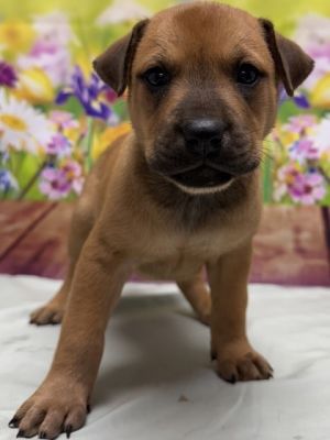 Tatiana, Baby Female Shepherd