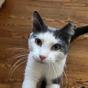 Fisher Domestic Short Hair Cat