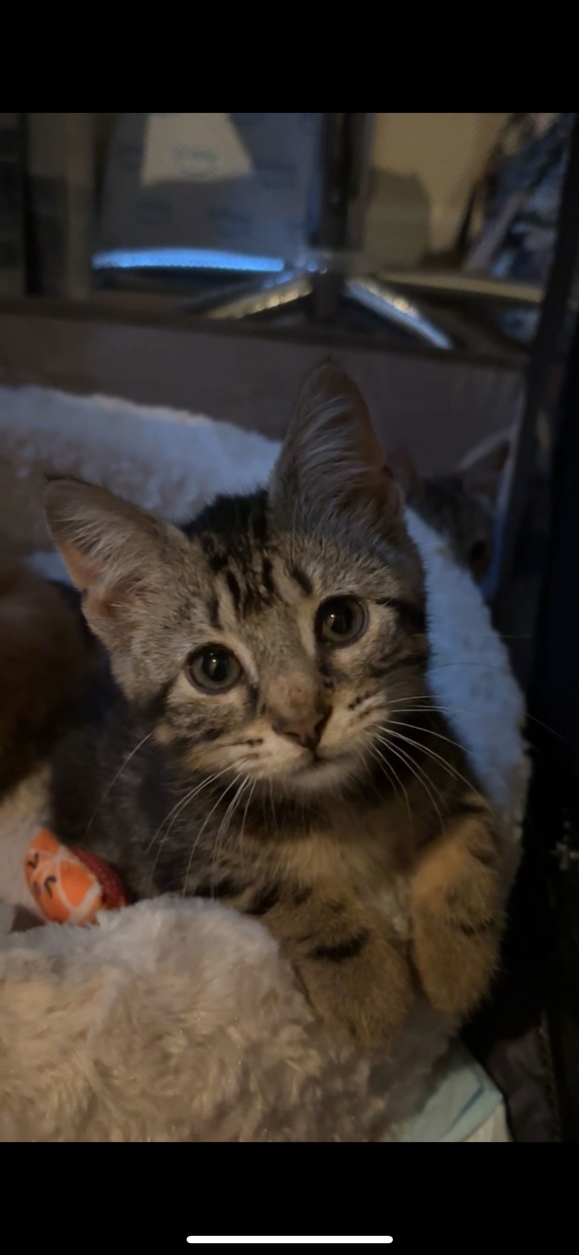 Kevin, an adoptable Pixiebob in Land O Lakes, FL, 34639 | Photo Image 2