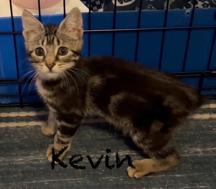 Kevin, an adoptable Pixiebob in Land O Lakes, FL, 34639 | Photo Image 3