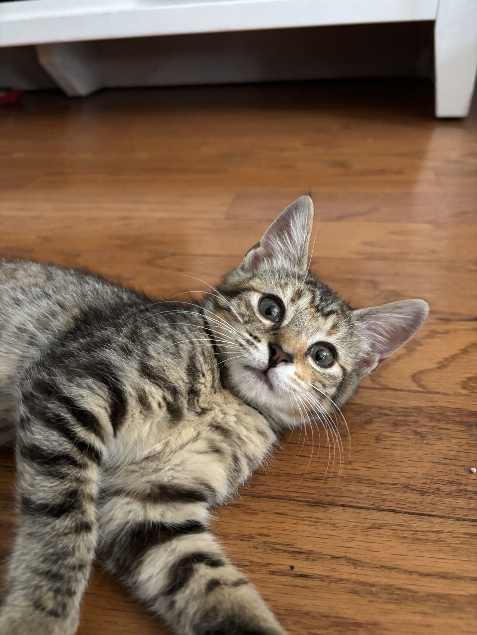 Katie, an adoptable Pixiebob in Land O Lakes, FL, 34639 | Photo Image 2