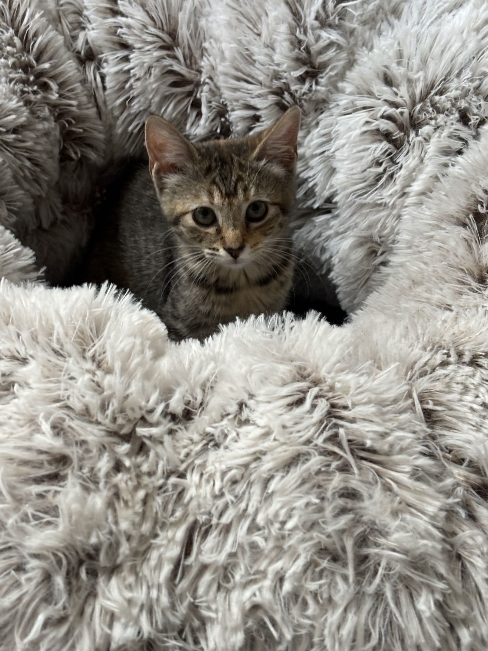 Katie, an adoptable Pixiebob in Land O Lakes, FL, 34639 | Photo Image 3