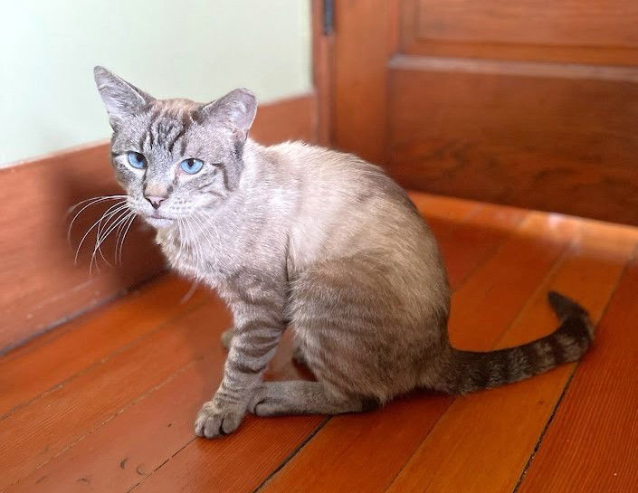 Ansel, an adoptable Domestic Medium Hair, Ragdoll in Oakland, CA, 94619 | Photo Image 1