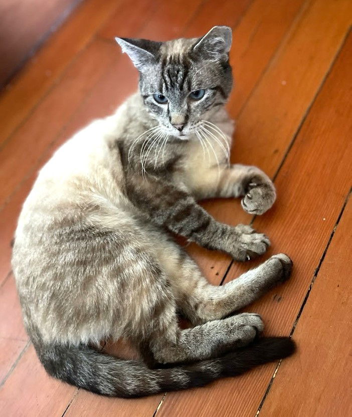 Ansel, an adoptable Domestic Medium Hair, Ragdoll in Oakland, CA, 94619 | Photo Image 3