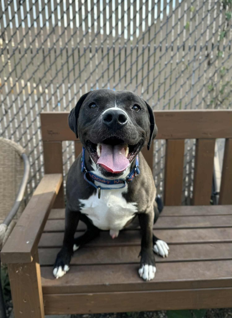 Lunar, an adoptable Mixed Breed in Grand Forks, ND, 58203 | Photo Image 1