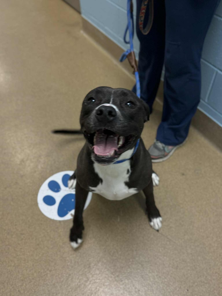 Lunar, an adoptable Mixed Breed in Grand Forks, ND, 58203 | Photo Image 2