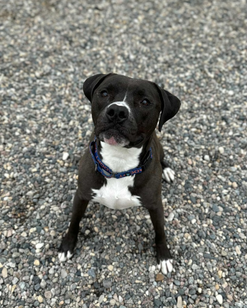Lunar, an adoptable Mixed Breed in Grand Forks, ND, 58203 | Photo Image 3