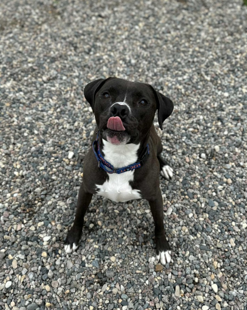 Lunar, an adoptable Mixed Breed in Grand Forks, ND, 58203 | Photo Image 4