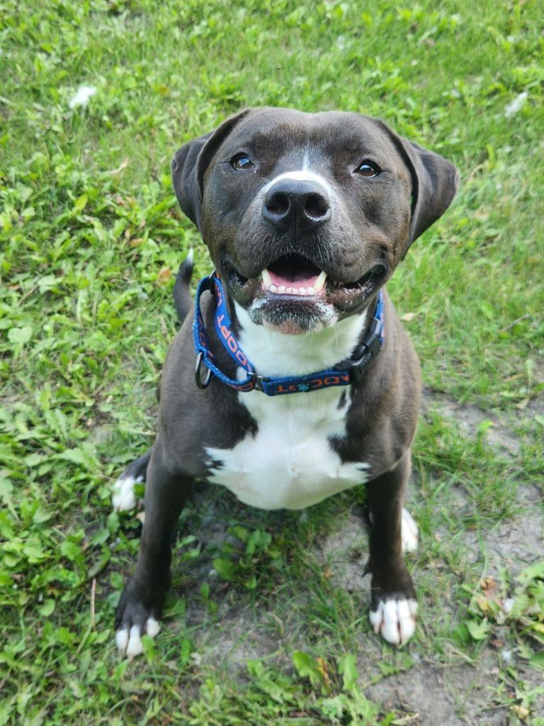 Lunar, an adoptable Mixed Breed in Grand Forks, ND, 58203 | Photo Image 5