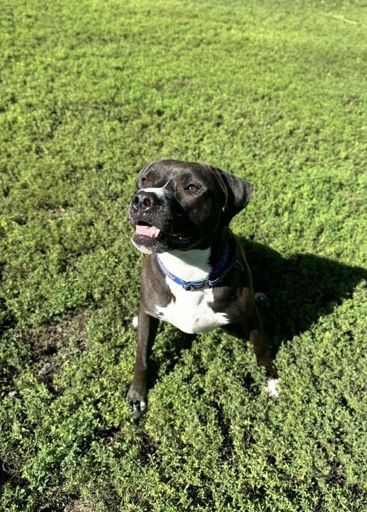 Lunar, an adoptable Mixed Breed in Grand Forks, ND, 58203 | Photo Image 6