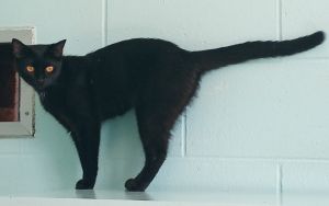 Melody, Adult Female unknown
